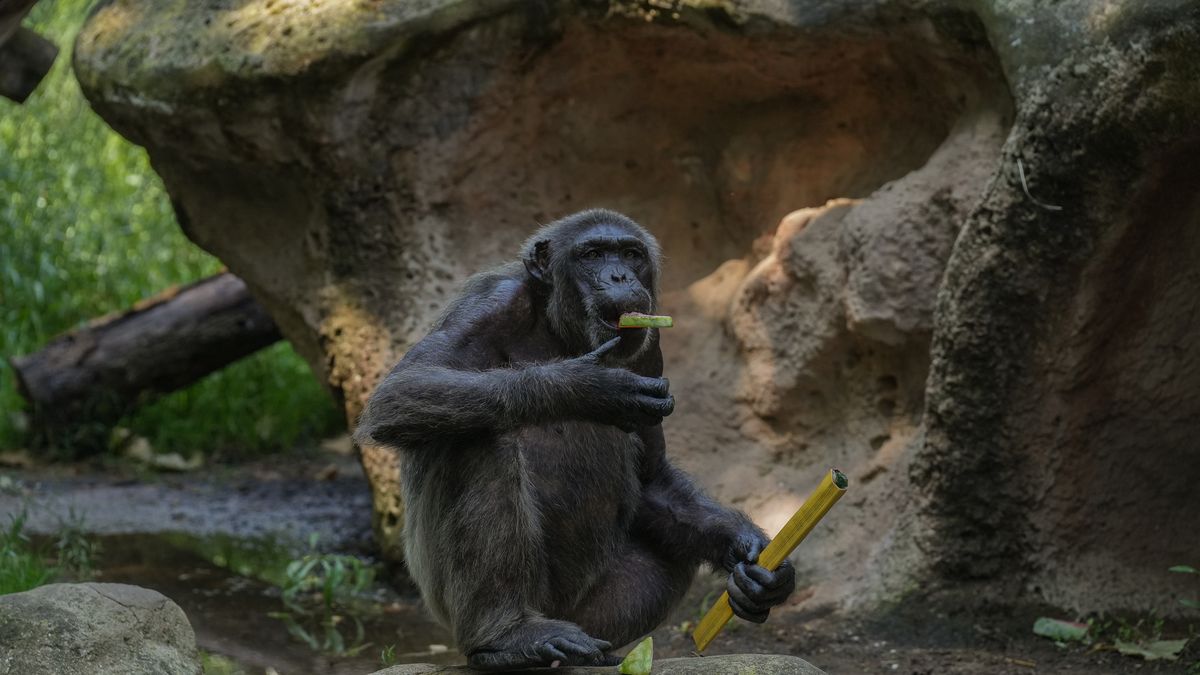 BARCELONA CATALONIA, SPAIN - AUGUST 05: A chimpanzee at the Barcelona Zoo, on August 5, 2025, in Barcelona, Catalonia, Spain. Barcelona Zoo adapts its animal care each year as temperatures rise. Extraordinary measures to alleviate the effects of high temperatures on the animals include adding new water troughs, frequently renewing the water in bathing areas and mud flats, and including new foods such as frozen fruit or ice cream stock. (Photo By David Zorrakino/Europa Press via Getty Images)