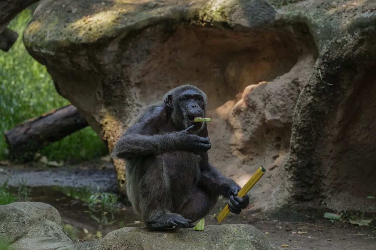 Przykładają owady do ran. Nieznana forma „pierwszej pomocy”