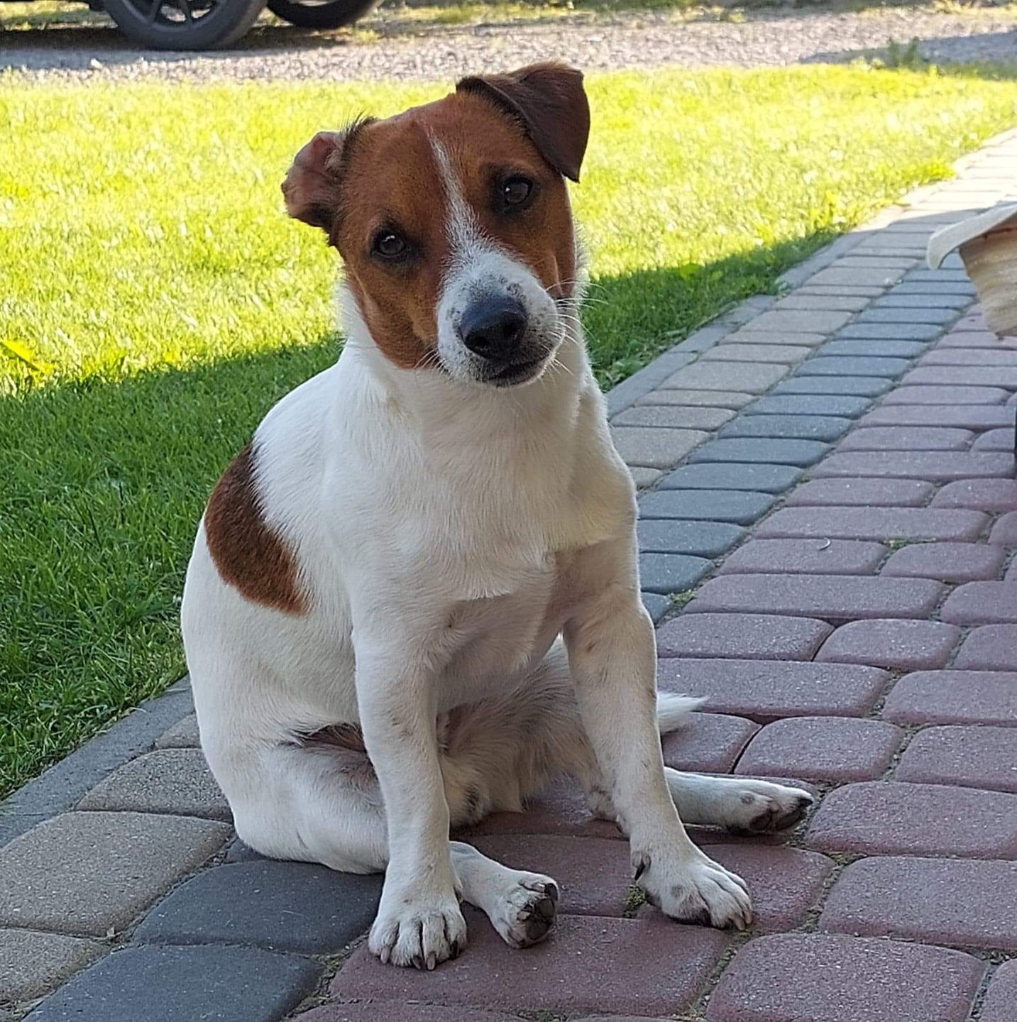 Dzień Kundelka na Pudelku! Nasi czytelnicy dzielą się z nami zdjęciami swoich pupili 