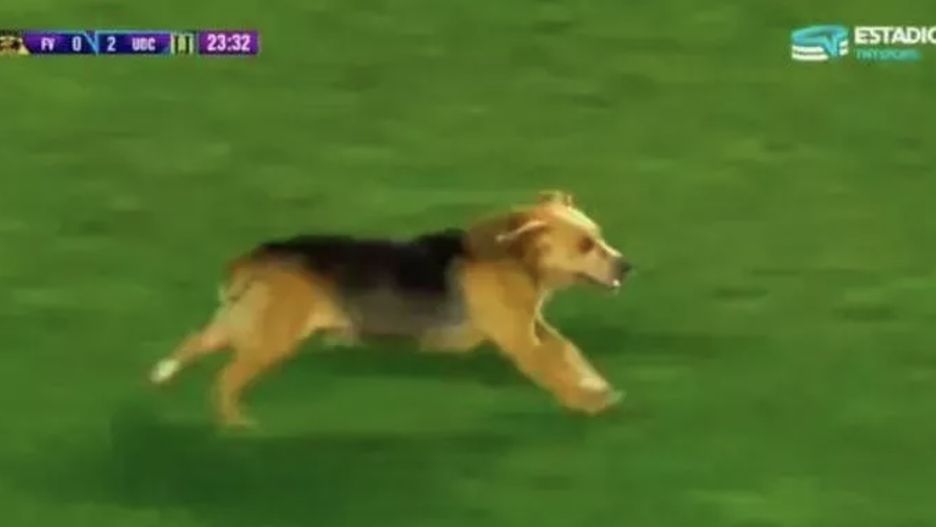 Pies zginął, a dwa tygodnie później miał spektakularny występ w telewizji, gdy pojawił się na boisku podczas meczu transmitowanego w