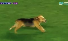 Zaginiony pies. Wraca do domu dzięki pasji do piłki nożnej