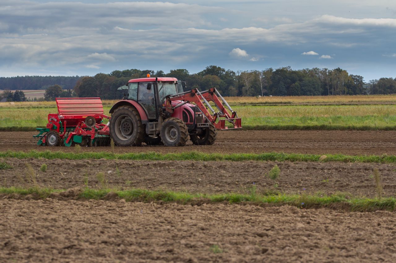 Rolnicy walczą z nalotami ptaków. Tracą tony ziarna