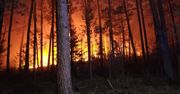 Kampinos wprowadza zakaz i alarmuje. "Wilgotność ściółki poniżej 10 proc."