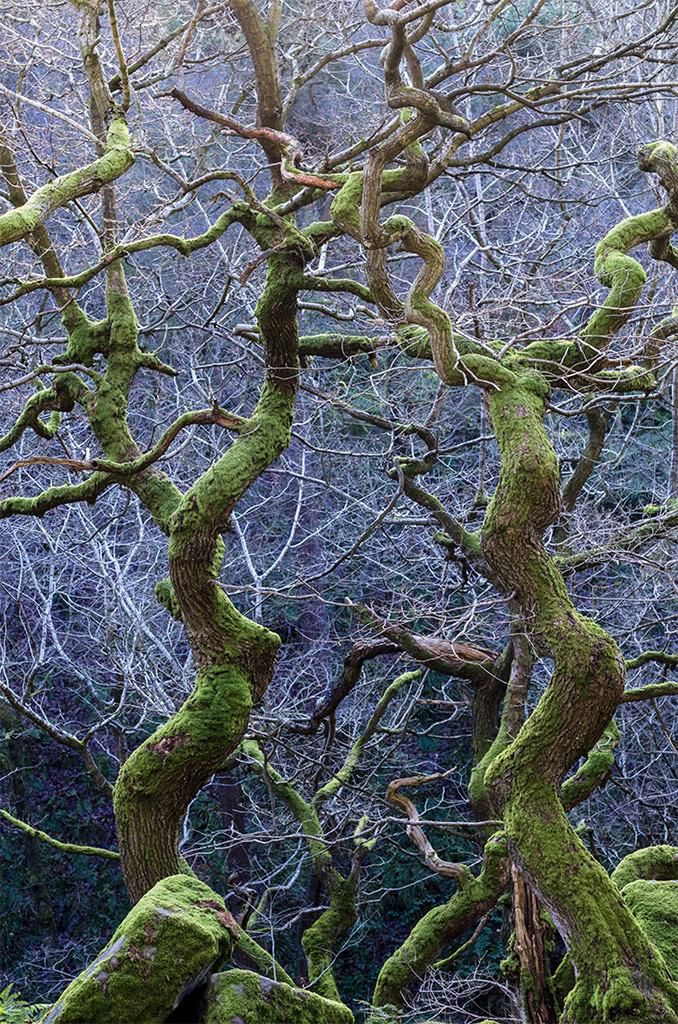 Prezentujmy Wam zwycięskie zdjęcia konkursu British Wildlife Photography Awards 2016 12