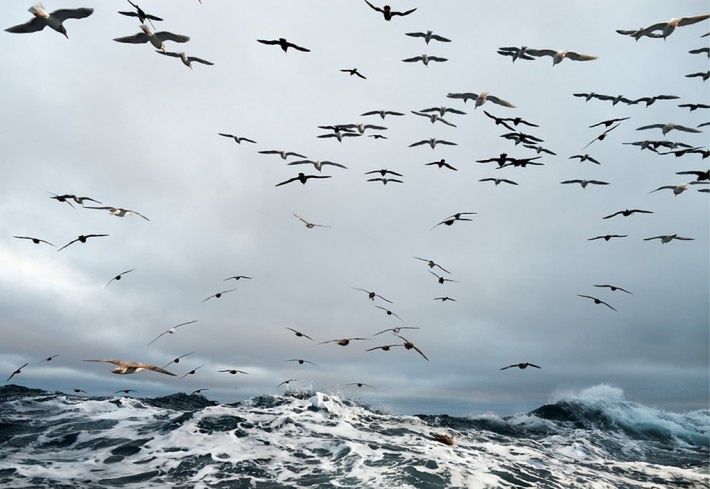 Fish-Work: The Bering Sea