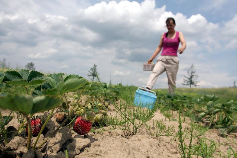 Bieliny to prawdziwe zagłębie producentów truskawek
