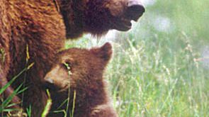 Niedźwiedzica wysyła SMS-a :) 1