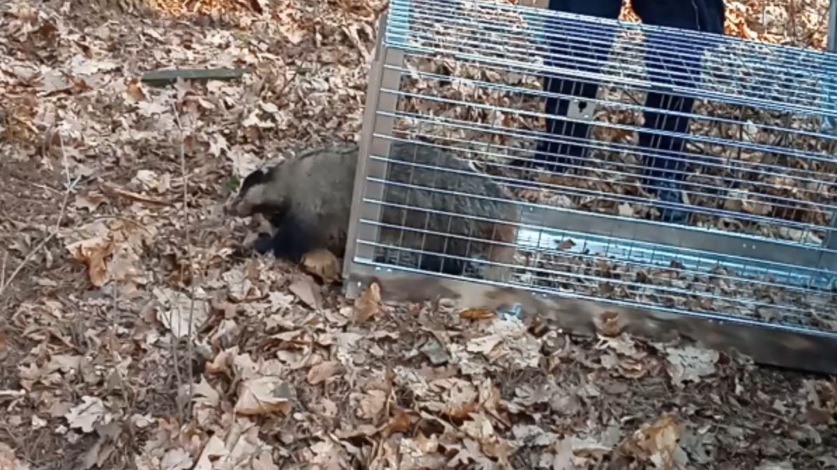 Olsztyn. Na jednej z posesji pojawił się borsuk.