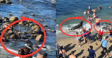 Zaatakował ludzi. Niesie się nagranie z plaży