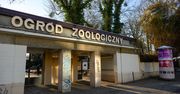 Ewakuacja w poznańskim zoo. Uciekł dzikan rzeczny. "Odłapaliśmy"