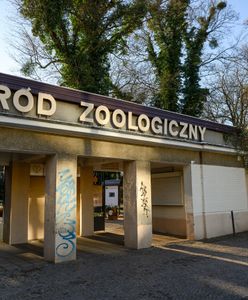 Ewakuacja w poznańskim zoo. Uciekł dzikan rzeczny. "Odłapaliśmy"