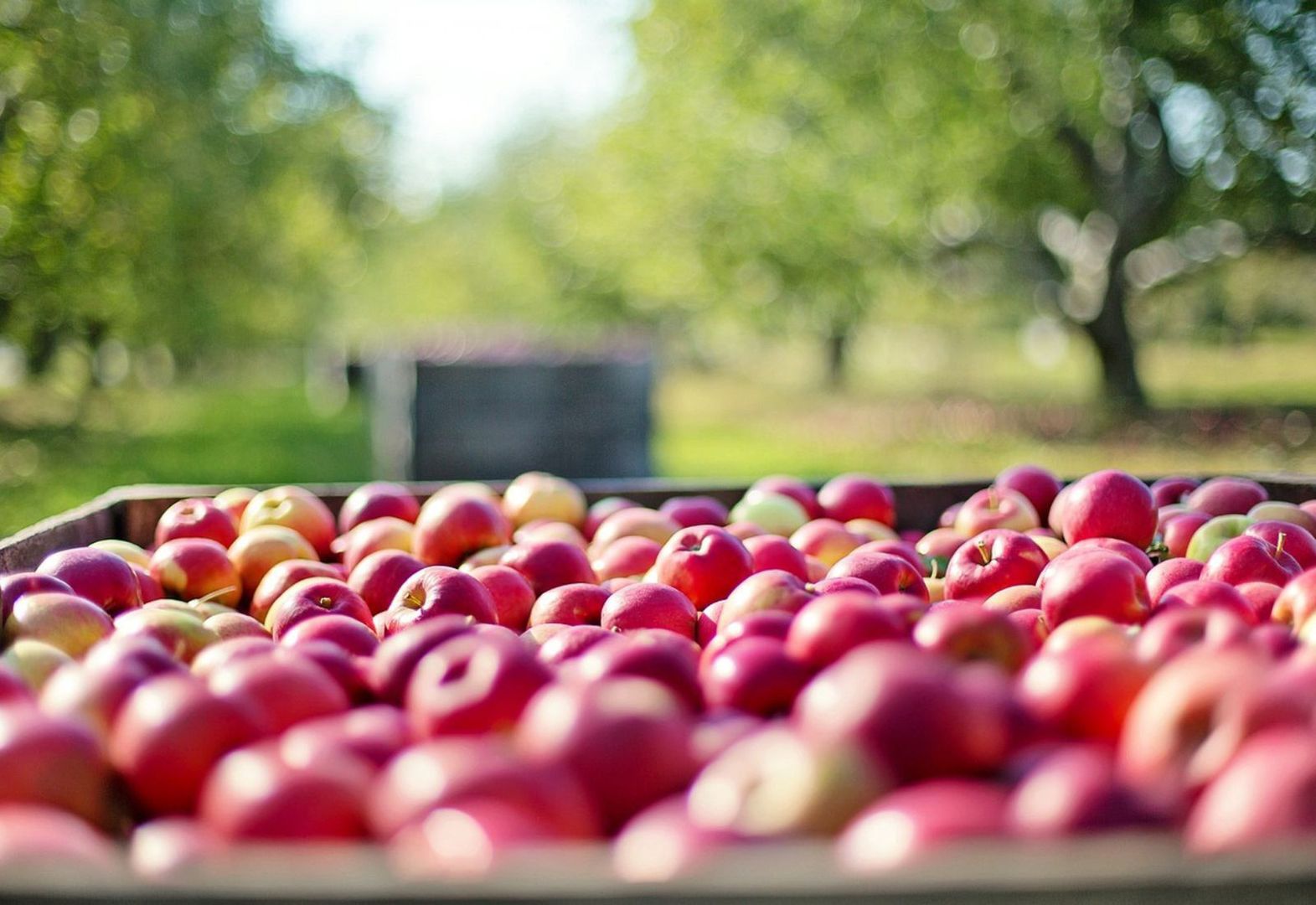 Jak skutecznie usunąć pestycydy z jabłek? Umycie owocu wodą nie wystarczy