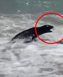Koszmar na plaży. Wściekła foka zaatakowała turystów