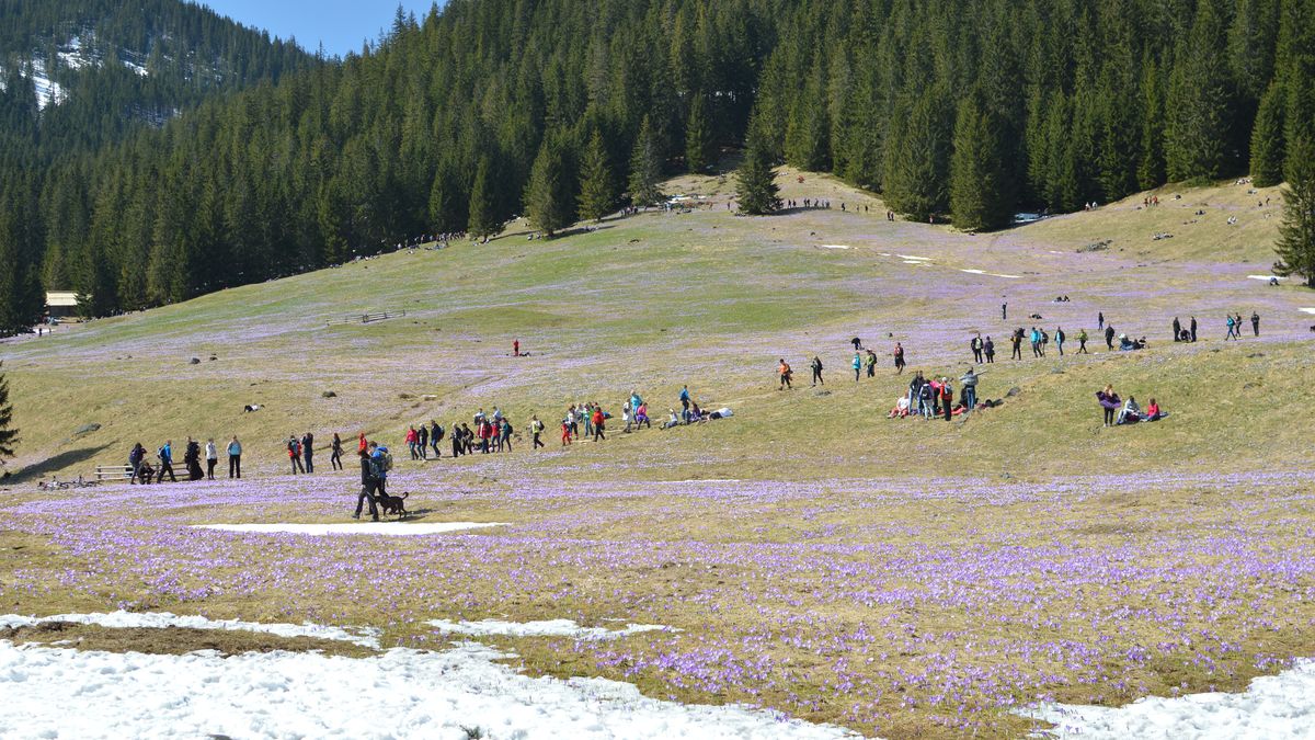 W Dolinie Chochołowskiej można podziwiać spektakularne kwitnien 