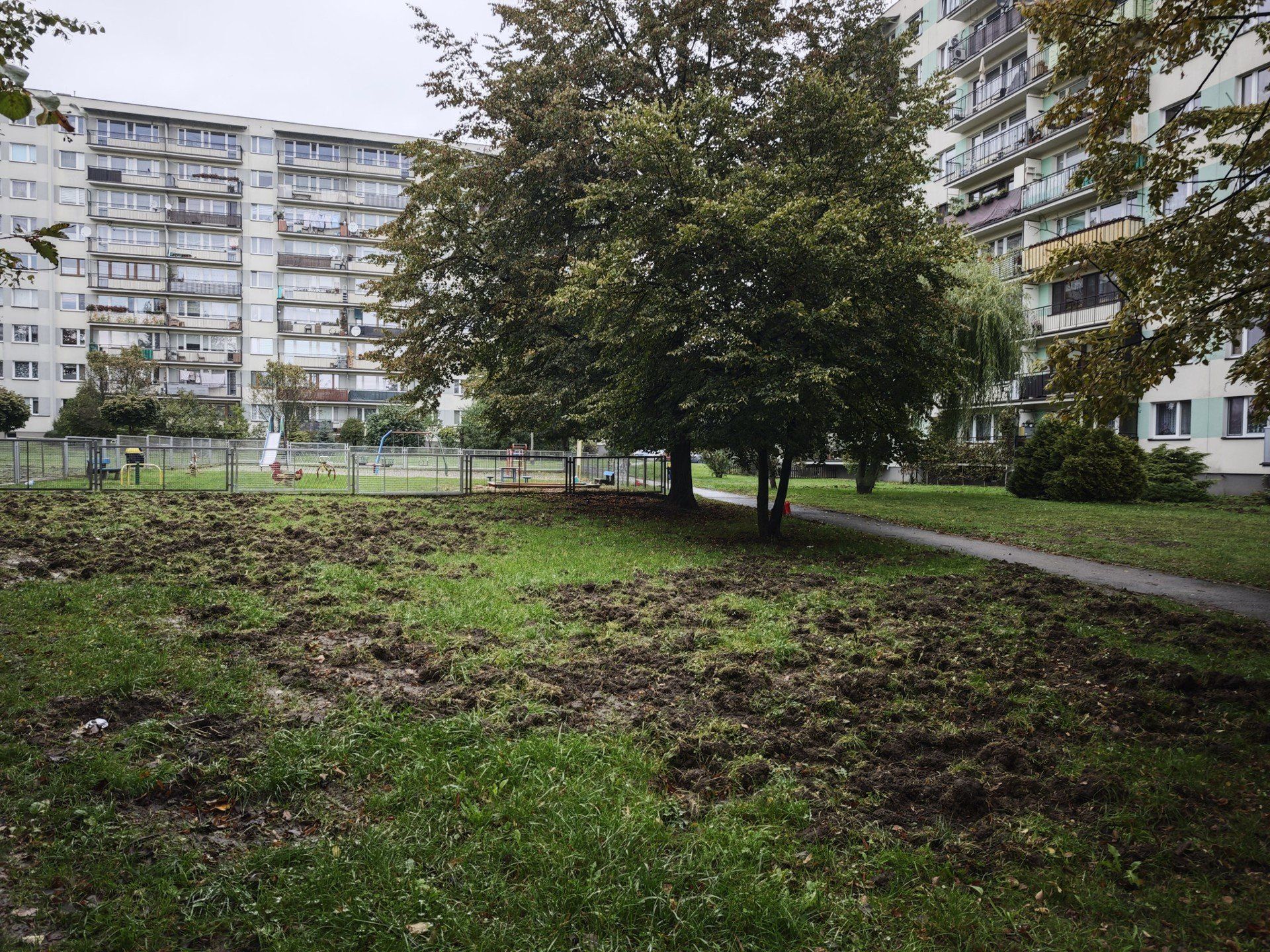 Dziki grasują w centrum Chrzanowa