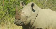 Nosorożce z RPA. Obcięli im rogi, by je uratować