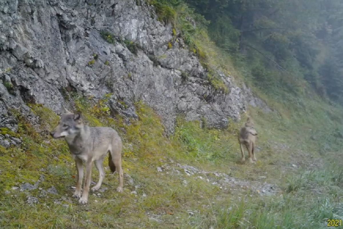 Niezwykłe nagranie z fotopułapki. Coraz rzadsze zjawisko w Tatrach
