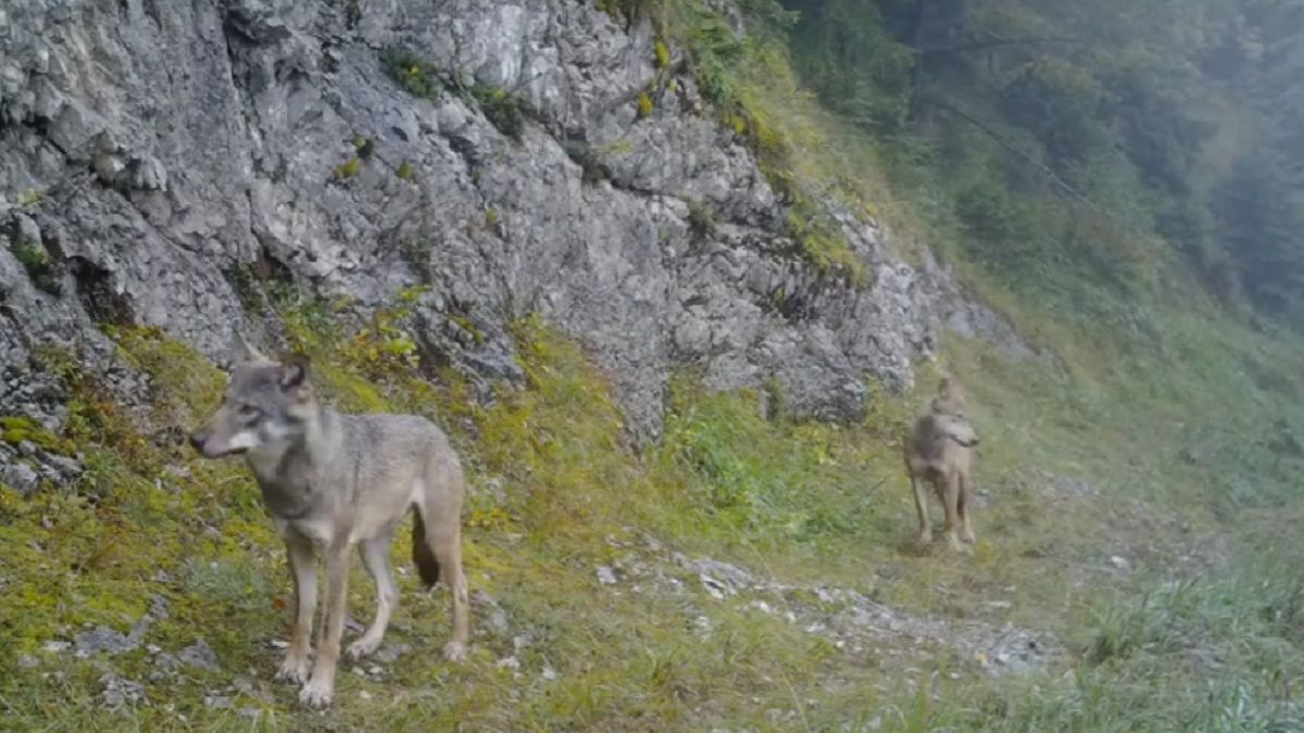 Liczebność wilków w górach jest dość trudna do oszacowania
