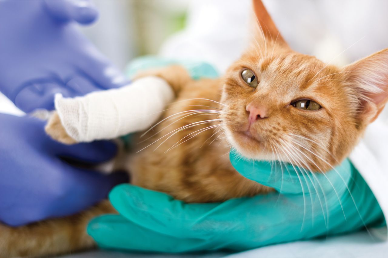 How to recognize that your cat is seriously ill?