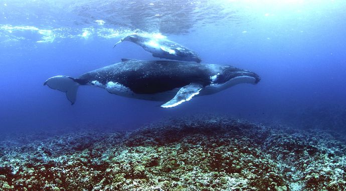 Zachwycająca przyroda