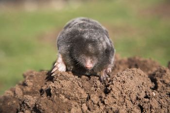 Włóż połowę listka do tunelu. Krety więcej się nie zbliżą