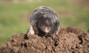 Włóż połowę listka do tunelu. Krety więcej się nie zbliżą