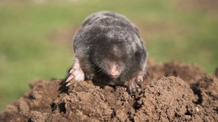 Włóż połowę listka do tunelu. Krety więcej się nie zbliżą