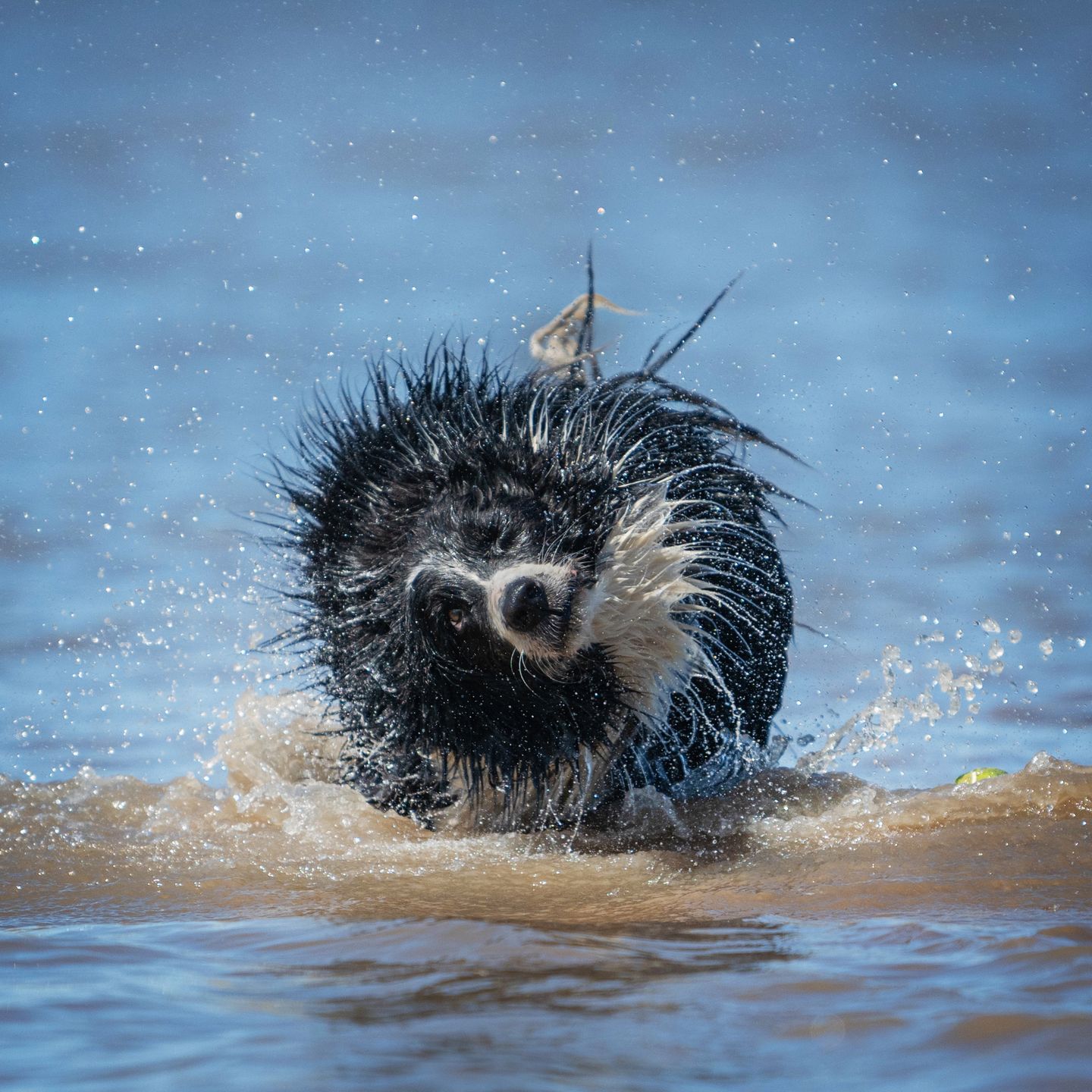 Comedy Pet Photography Awards 2022: Najzabawniejsze zwierzaki świata powracają 4