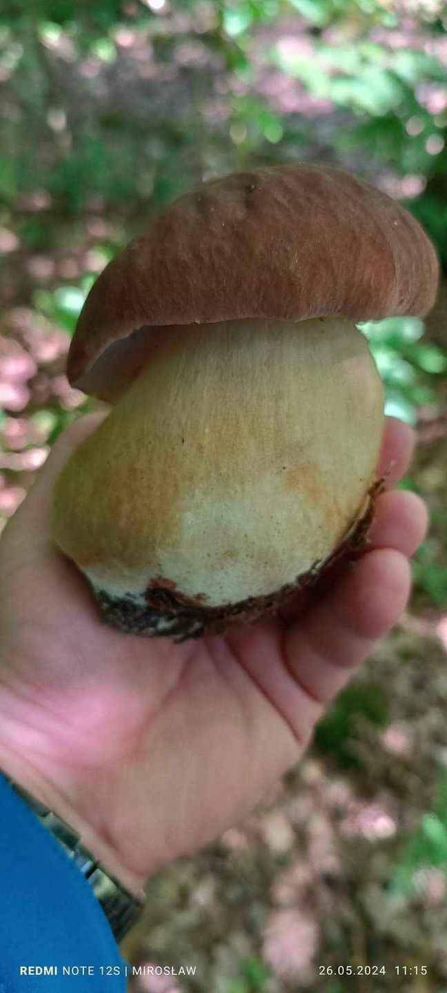 Borowik