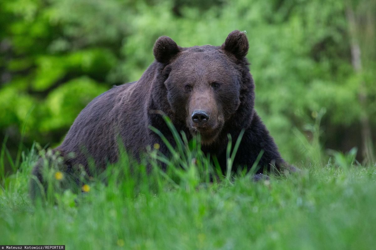Słowacja. Atak niedźwiedzia w górach. Dwie osoby ciężko ranne