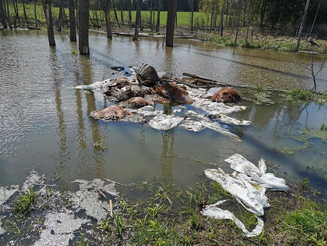 Nadleśnictwo Bartoszyce. Rozkładające się szczątki bydła w lesie. "Śmierdząca sprawa"