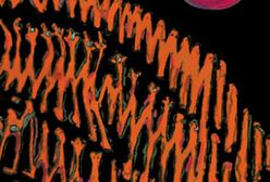 Ostatnie pożegnanie