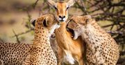 Autorka wiarlowego zdjęcia impali i gepardów ujawnia prawdę o jego powstaniu
