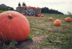 Śląsk. Dyniowe pole rośnie wokół nich…sprawdźcie, nie tylko w Halloween