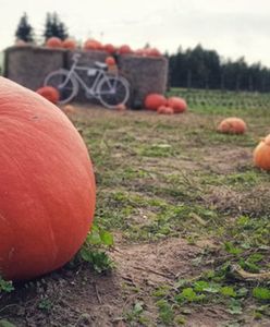 Śląsk. Dyniowe pole rośnie wokół nich…sprawdźcie, nie tylko w Halloween