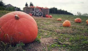 Śląsk. Dyniowe pole rośnie wokół nich…sprawdźcie, nie tylko w Halloween