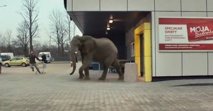 Dzika przygoda z kartą Moja Biedronka. Nowy konkurs w dyskoncie