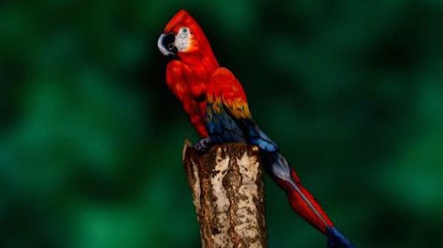 Widzicie tu papugę? A powinniście zobaczyć kobietę! 1