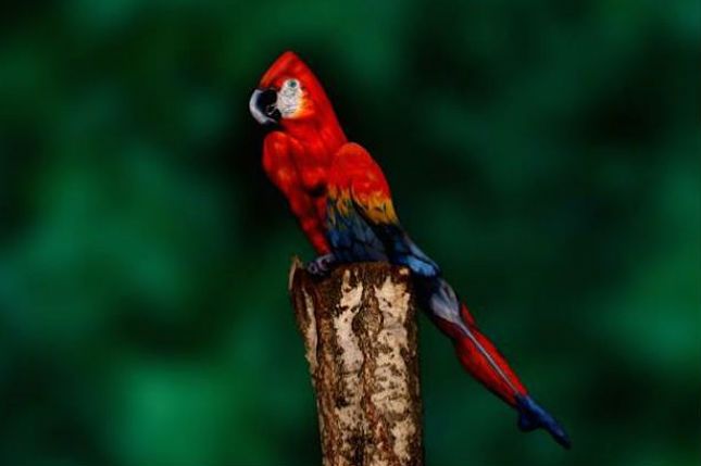 Ta papuga to w rzeczywistości pomalowana kobieta