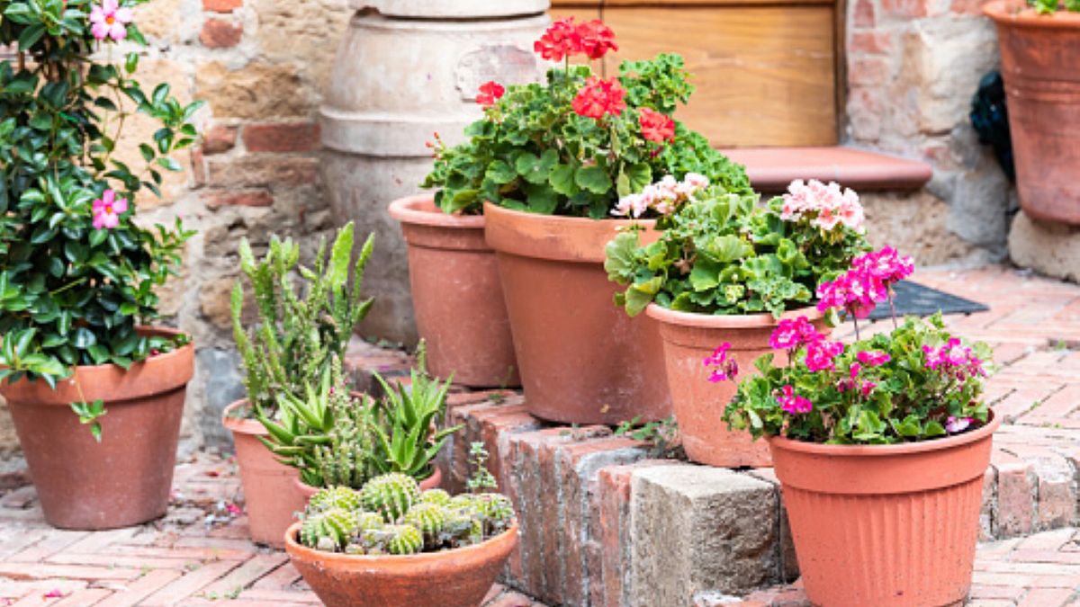 57-latce nie spodobały się doniczki, które wybrała ogrodniczka. Doszło do bójki 