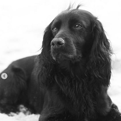 Lupo - pierwszy pies księżnej Kate i księcia Williama