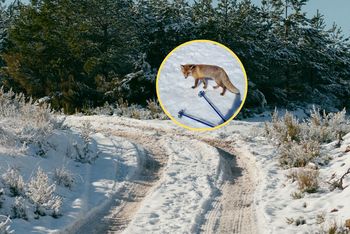 Zobaczył go w Tatrach. Ostrzega turystów. "Kłapał pyskiem"