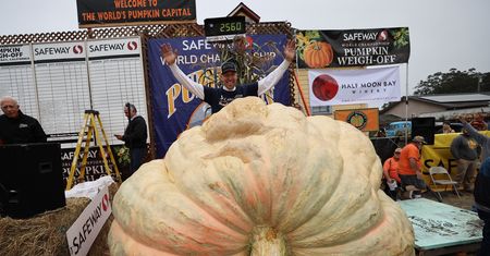 Wyhodował ponad 1160-kilogramowego potwora. Pobił rekord kraju