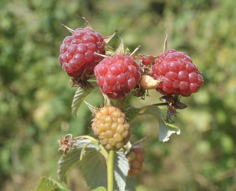 Związek Sadowników RP namawia plantatorów, by od poniedziałku nie zbierali malin