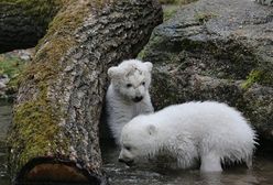 Młode niedźwiedzie polarne z Monachium