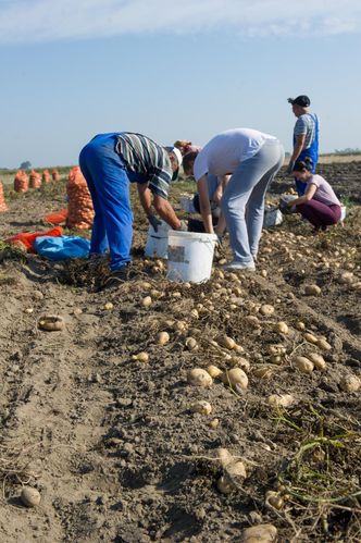 Wakacyjna praca na saksach. Czy to wciąż się opłaca? Sprawdzamy, ile można zarobić