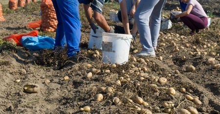 Ukraińcy przywożą do Polski odrę? Ministerstwo zdrowia rozważa zaostrzenie przepisów