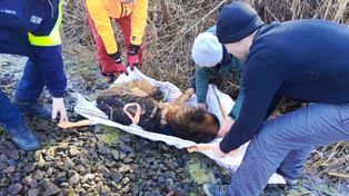 Suliszewo: Alarm o rannym psie w pobliżu torów kolejowych