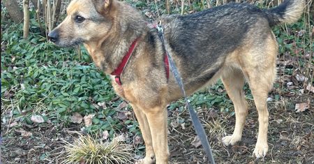 Zatrucia psów w mokotowskim parku. Kilkanaście zwierząt otrutych jednego dnia