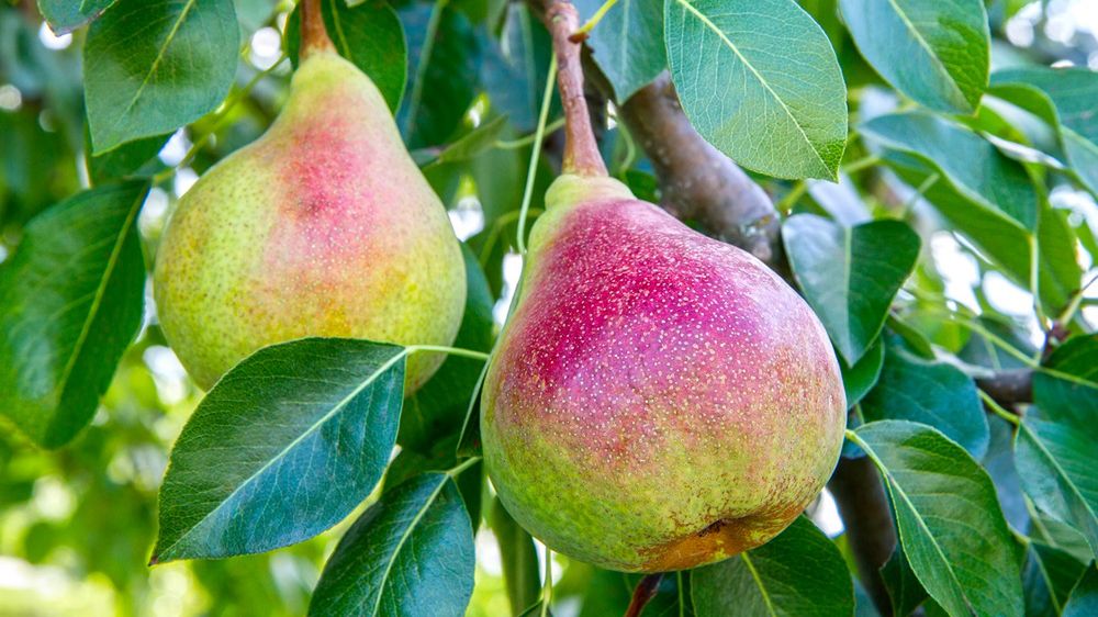 The London Horticultural Journal okrzyknął komisówkę "najlepszą gruszką świata"